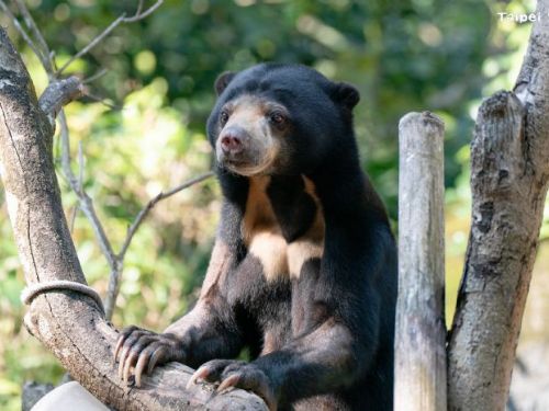 揮別臺北、前進札幌！馬來熊姊弟啟程日本，為保育接棒注入新希望